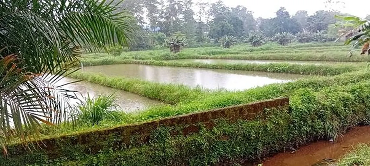 Fish ponds at the rehabilitated Fish Farming Experimental Station in Bo